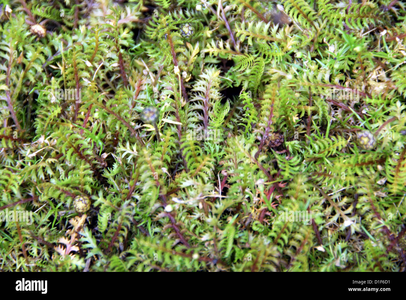 Close up of Cotula (or Leptinella) squalida or squallida Stock Photo