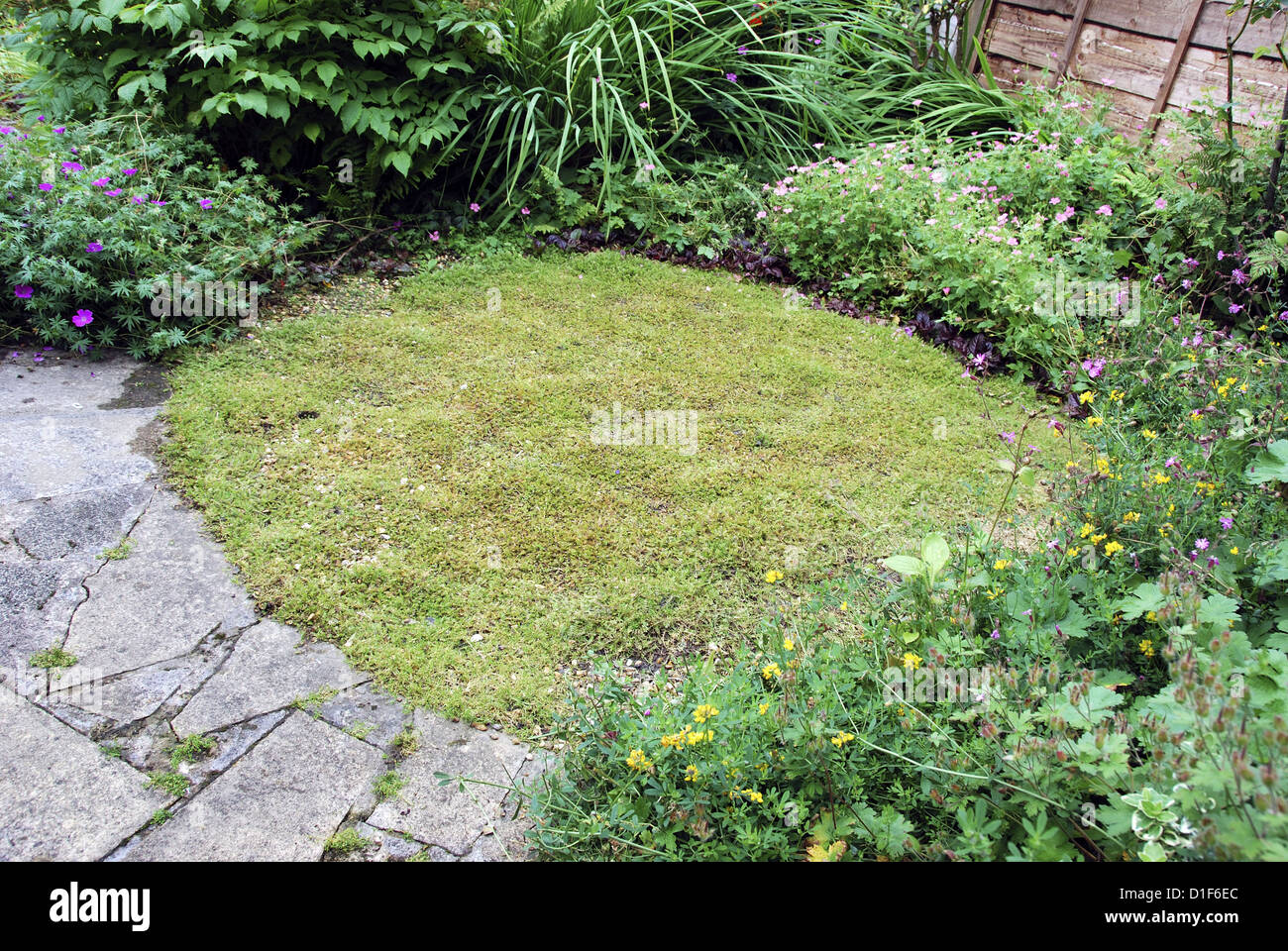 Non-grass lawn of New Zealand brass buttons, Cotula (or Leptinella) squalida or squallida. Stock Photo