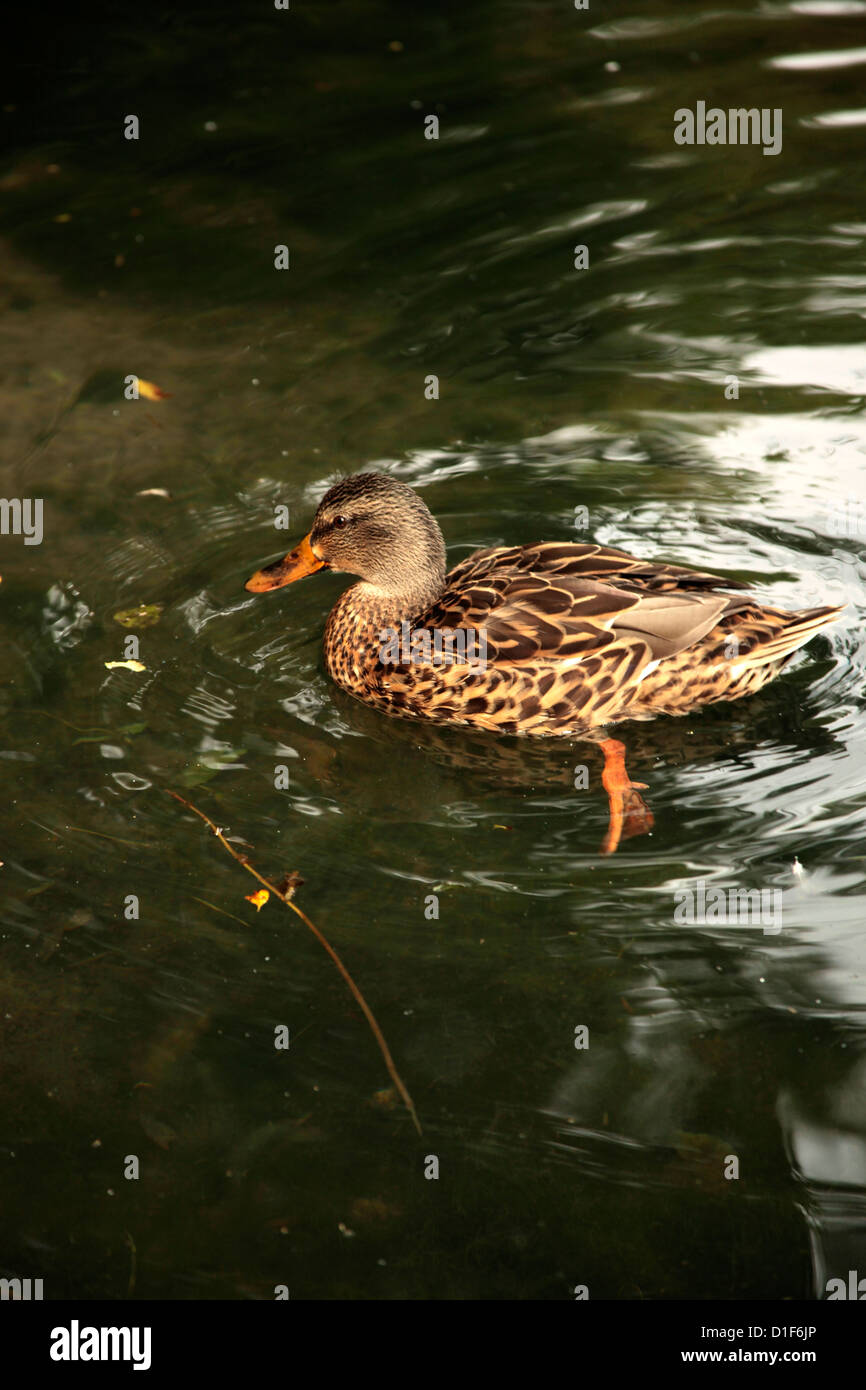 duck in Fontibre,Ebro river, Hermandad de Campoo de Suso, Cantabria, Spain, Europe Stock Photo