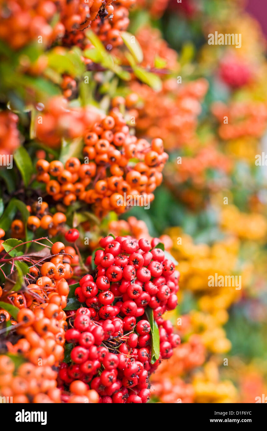 Pyracantha shrub with orange, red and yellow pomes in autumn Stock Photo