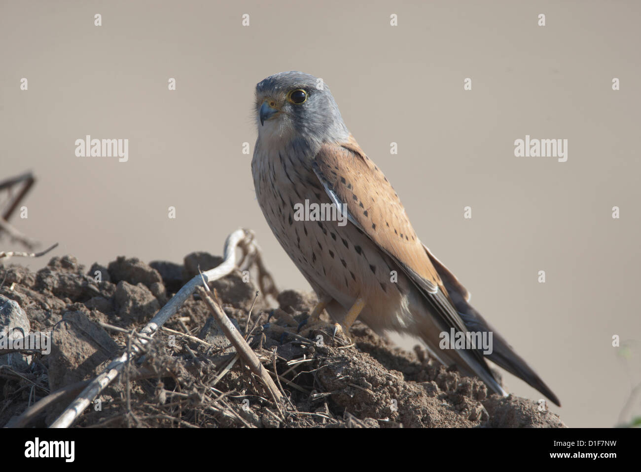 Common Kestrel Falco tinnunculus a small falcon , raptor at Uran near Mumbai which was destroyed for SEZ development Stock Photo