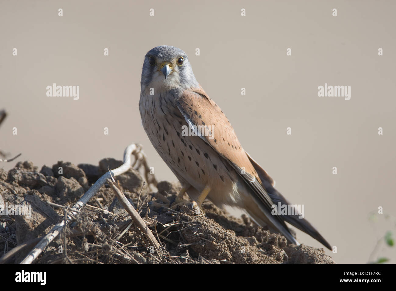 Common Kestrel Falco tinnunculus a small falcon , raptor at Uran near Mumbai which was destroyed for SEZ development Stock Photo