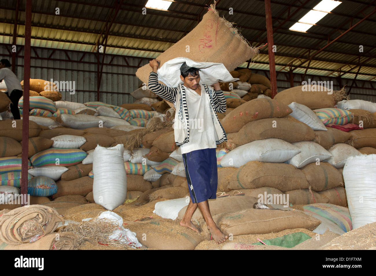 Worker relocating rice bags in a rice storage facility, Battambang, Cambodia Stock Photo Alamy