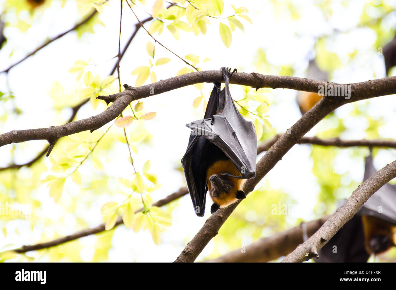 A giant bat hangs upside down from a tree. Stock Photo