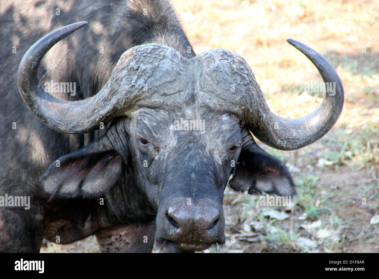 Old buffalo with horns that it has used for several fights Stock Photo
