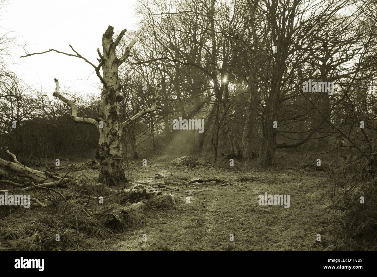 Lightening struck hi-res stock photography and images - Alamy