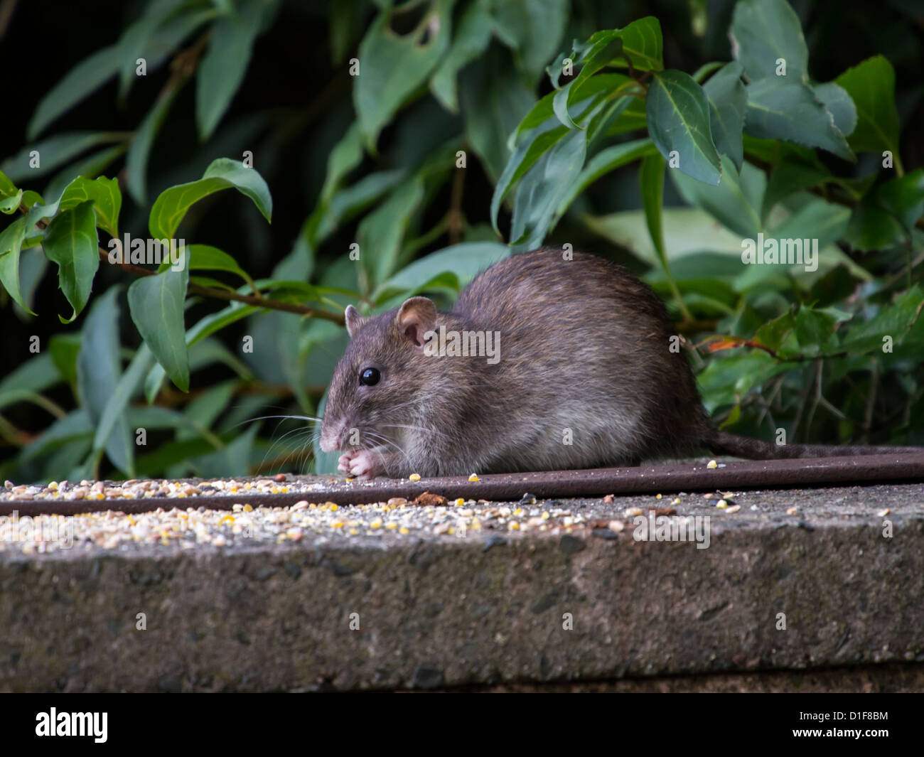 Common Brown Rat High Resolution Stock Photography and Images Alamy