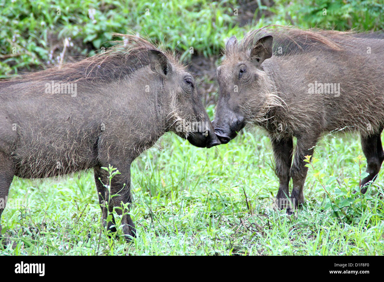 Wild hogs in love Stock Photo