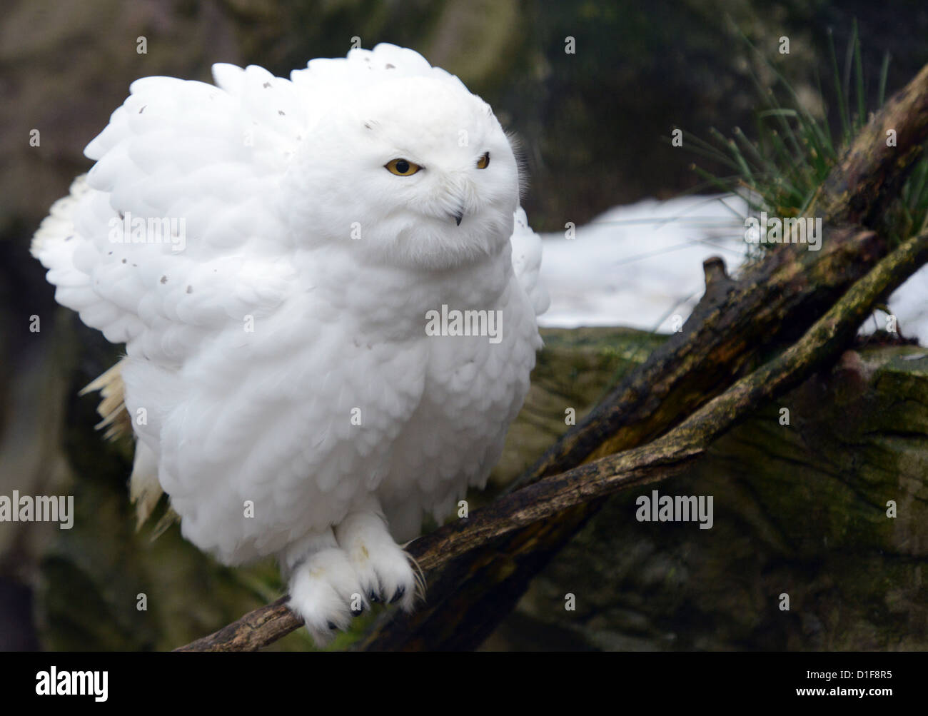 A snowy owl is seen at the zoo 'Zoom Erlebniswelt' in Gelsenkirchen, Germany, 14 december 2012. Photo: Caroline Seidel Stock Photo