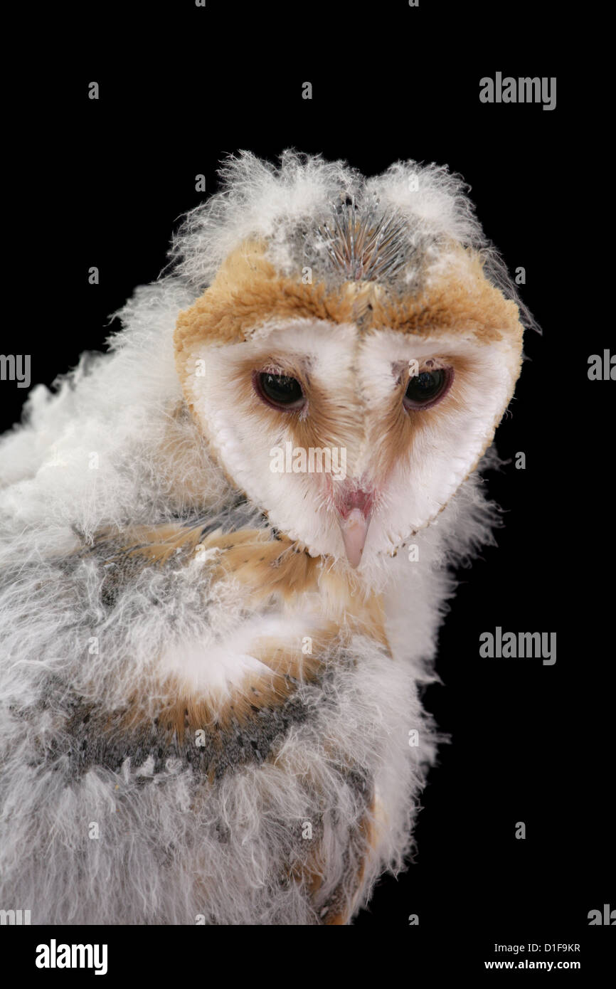 Barn Owl Tyto alba Single juvenile portrait UK Stock Photo Alamy