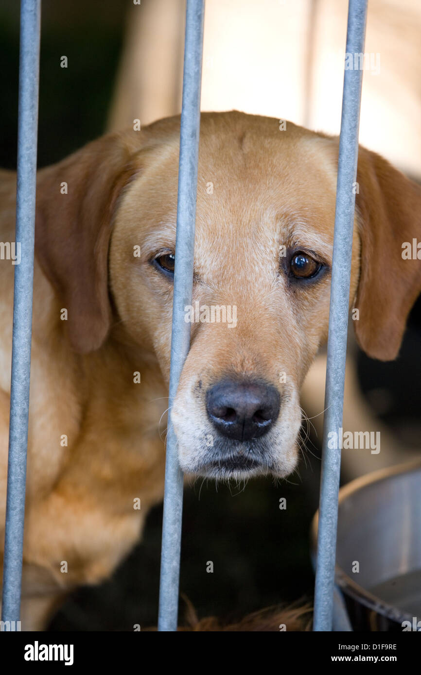 Labrador retriever Singe adult in a cage UK Stock Photo