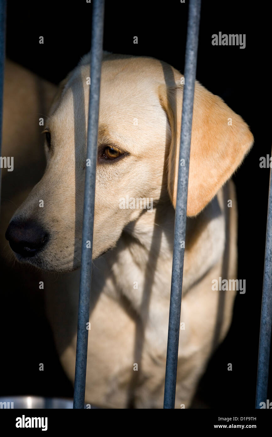 Labrador retriever Singe adult in a cage UK Stock Photo