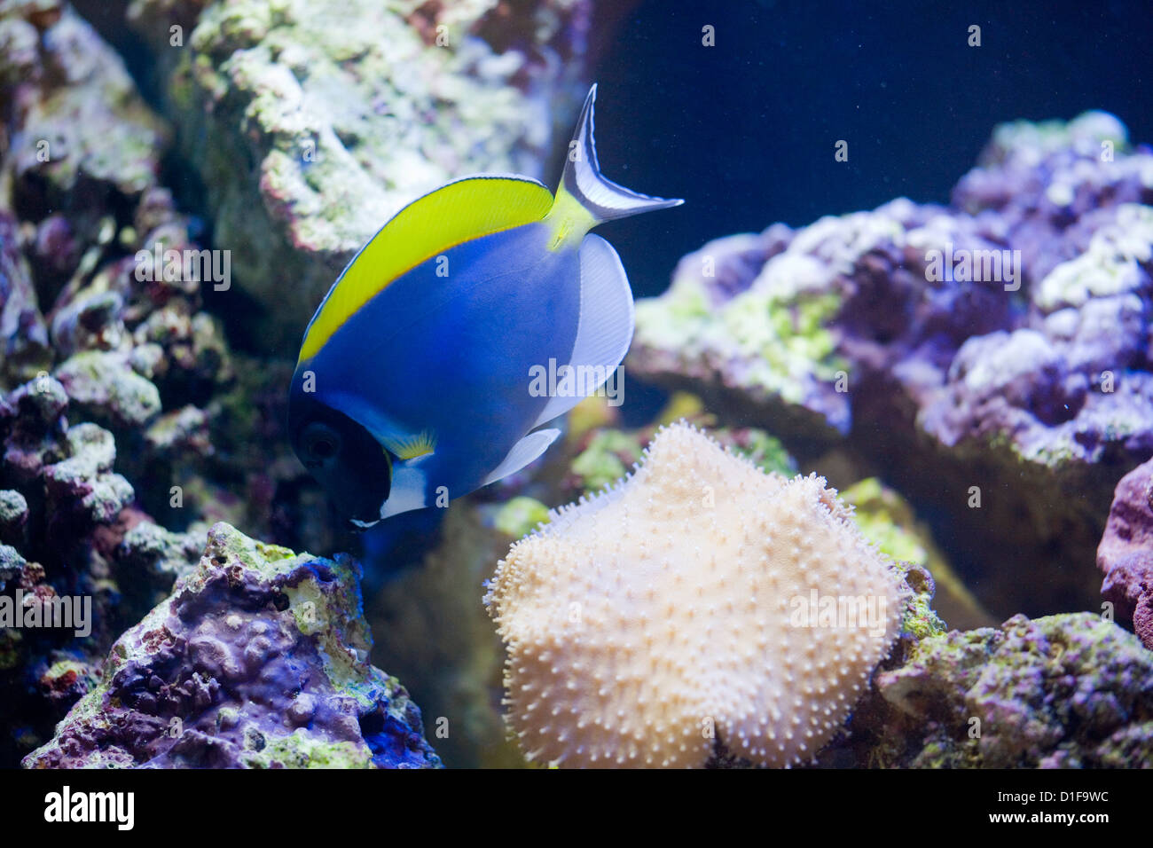 Powder Blue Surgeonfish Acanthurus leucosternon Single adult in a fish tank UK Stock Photo