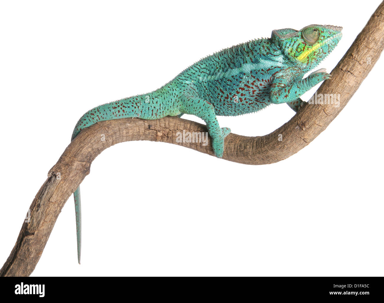 Panther Chameleon Furcifer pardalis portrait of single climbing a branch Studio, UK Stock Photo