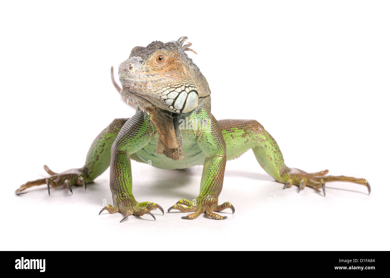 Green Iguana Iguana iguana Profile of single adult Studio, UK Stock Photo