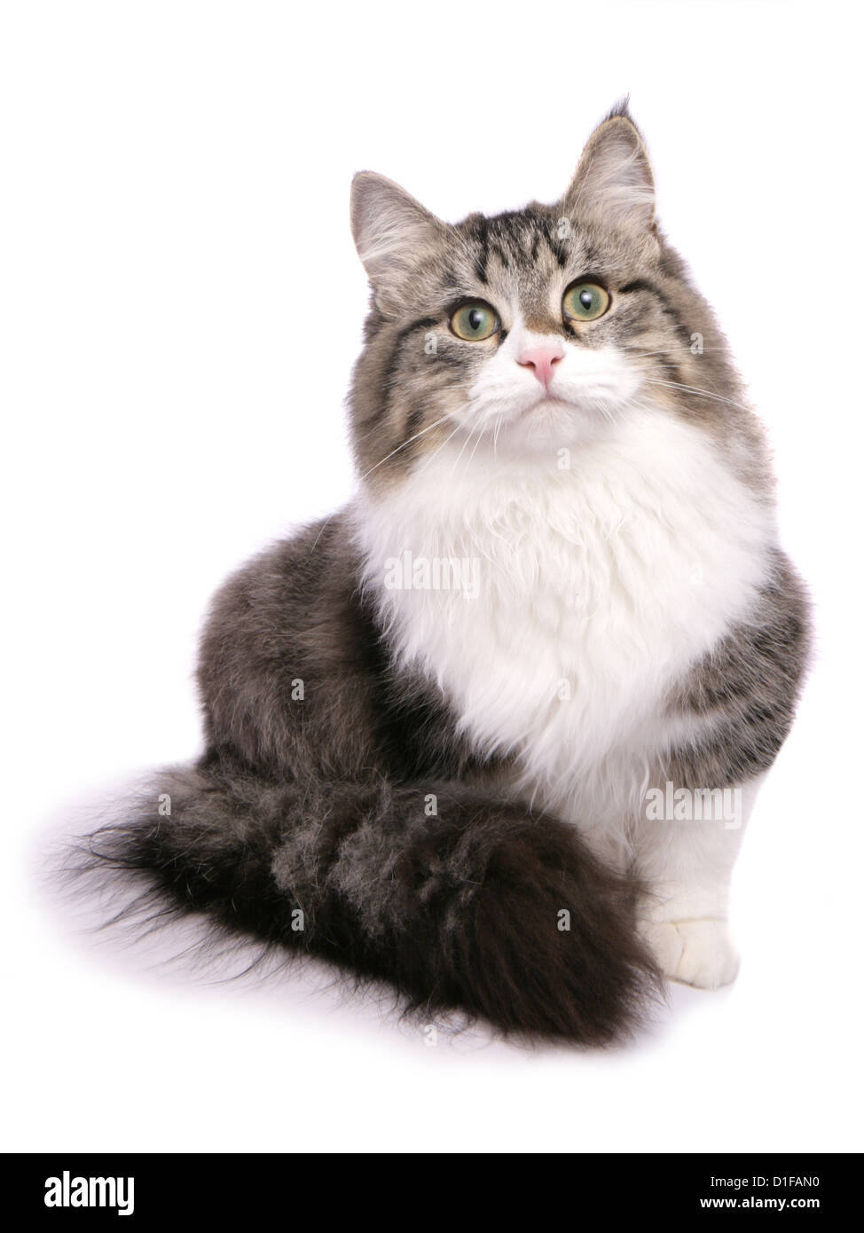 Brown tabby and white Siberian Cat Single adult sitting in a studio UK Stock Photo