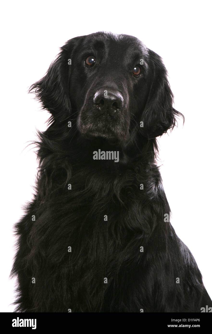 Flat Coated Retriever High Resolution Stock Photography And Images Alamy