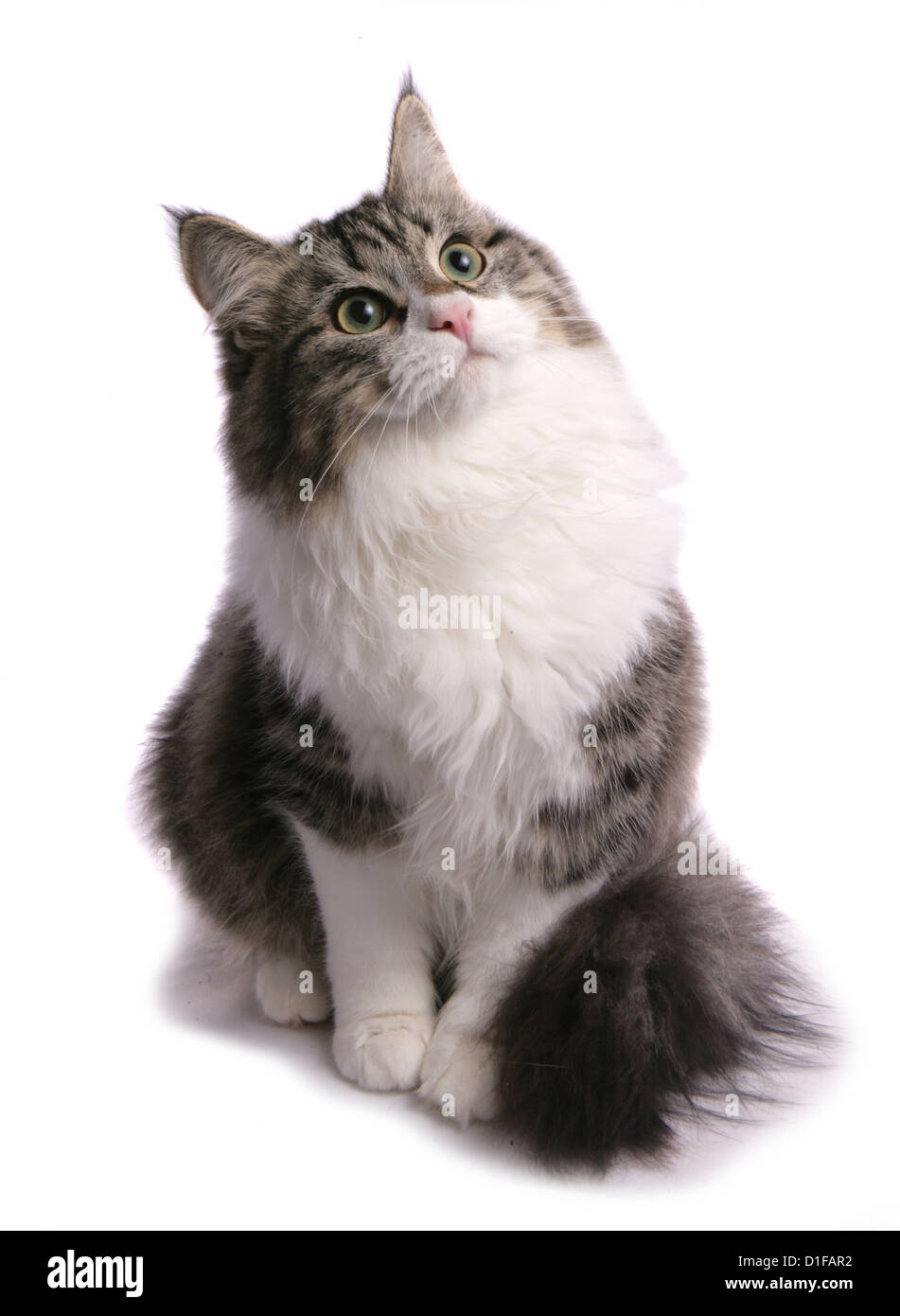 Brown tabby and white Siberian Cat Single adult sitting in a studio UK Stock Photo