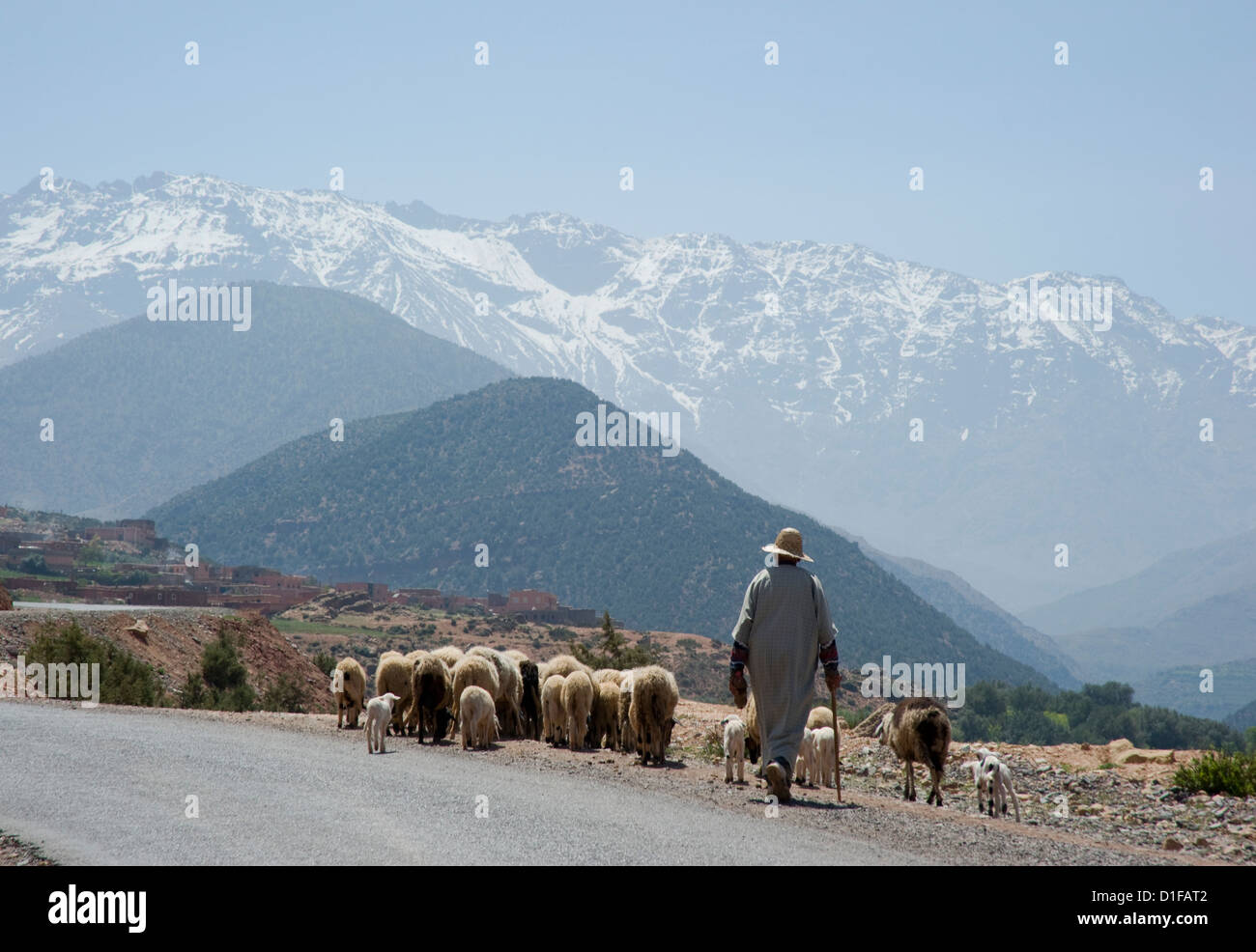 A local man herding sheep on a road with the Atlas Mountains in the background, Morocco, North Africa, Africa Stock Photo