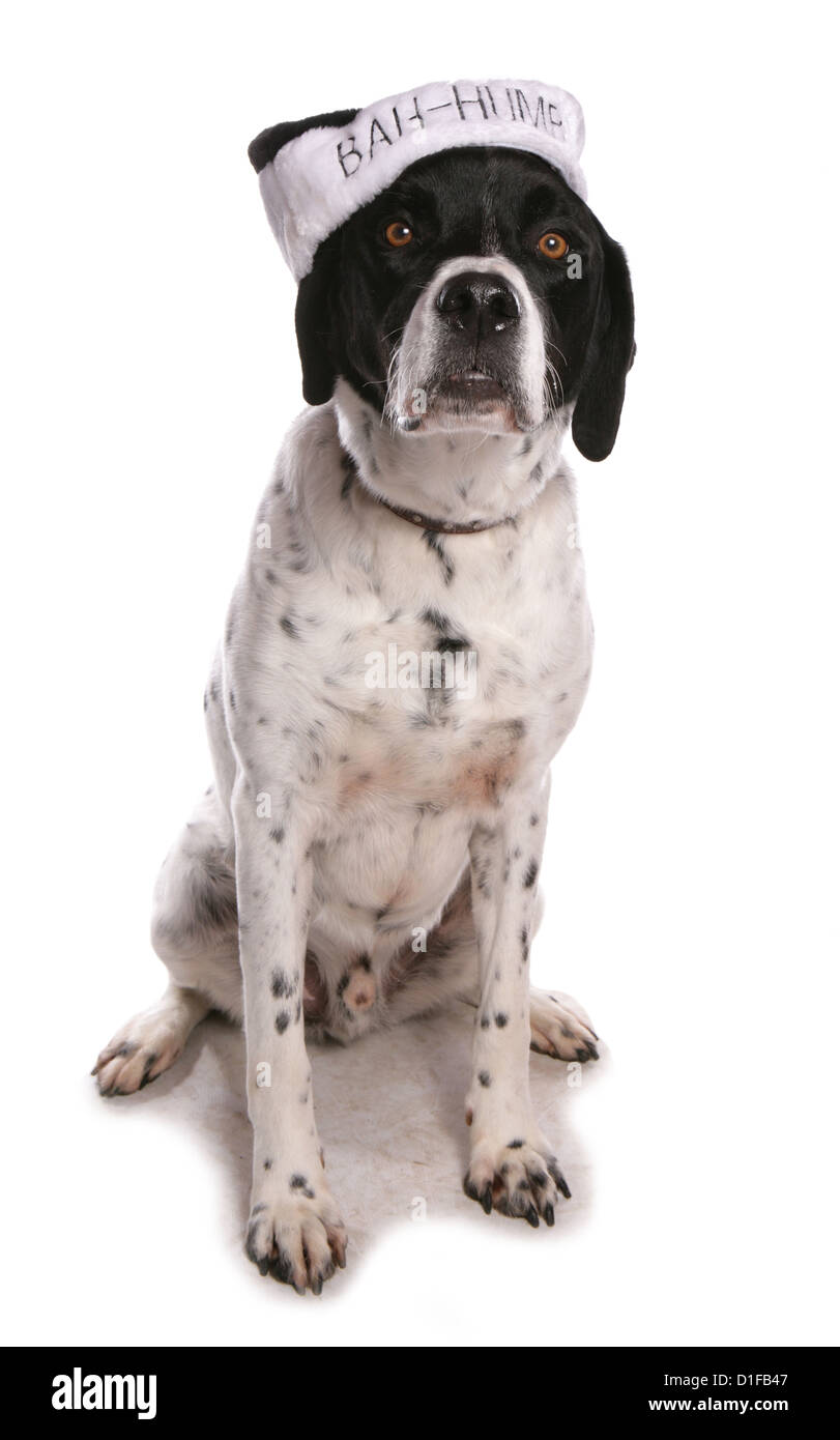 Mongral dog Single adult with bah humbug christmas hat Studio, UK Stock Photo