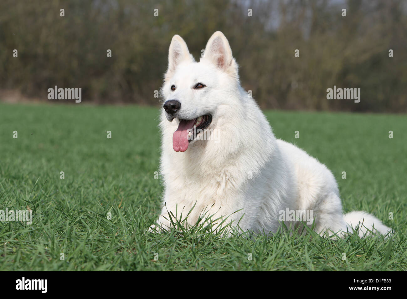 Dog White Swiss Shepherd adult sit sitting berger blanc suisse Switzerland  portrait naure long hair longhaired long haired abed Stock Photo - Alamy