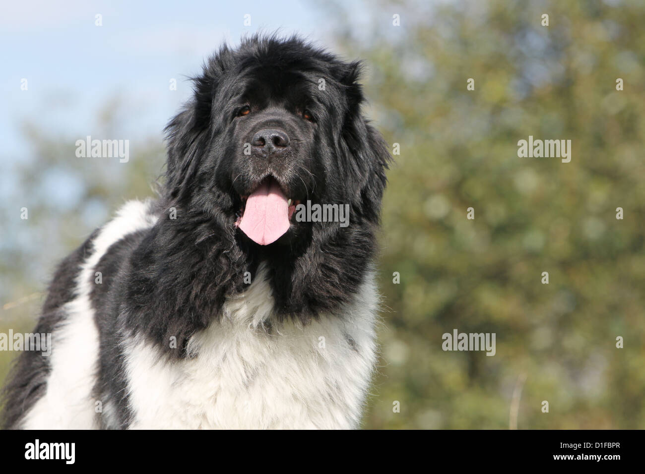 Dog Terre-Neuve Newfoundland black and white portrait molosse Stock Photo