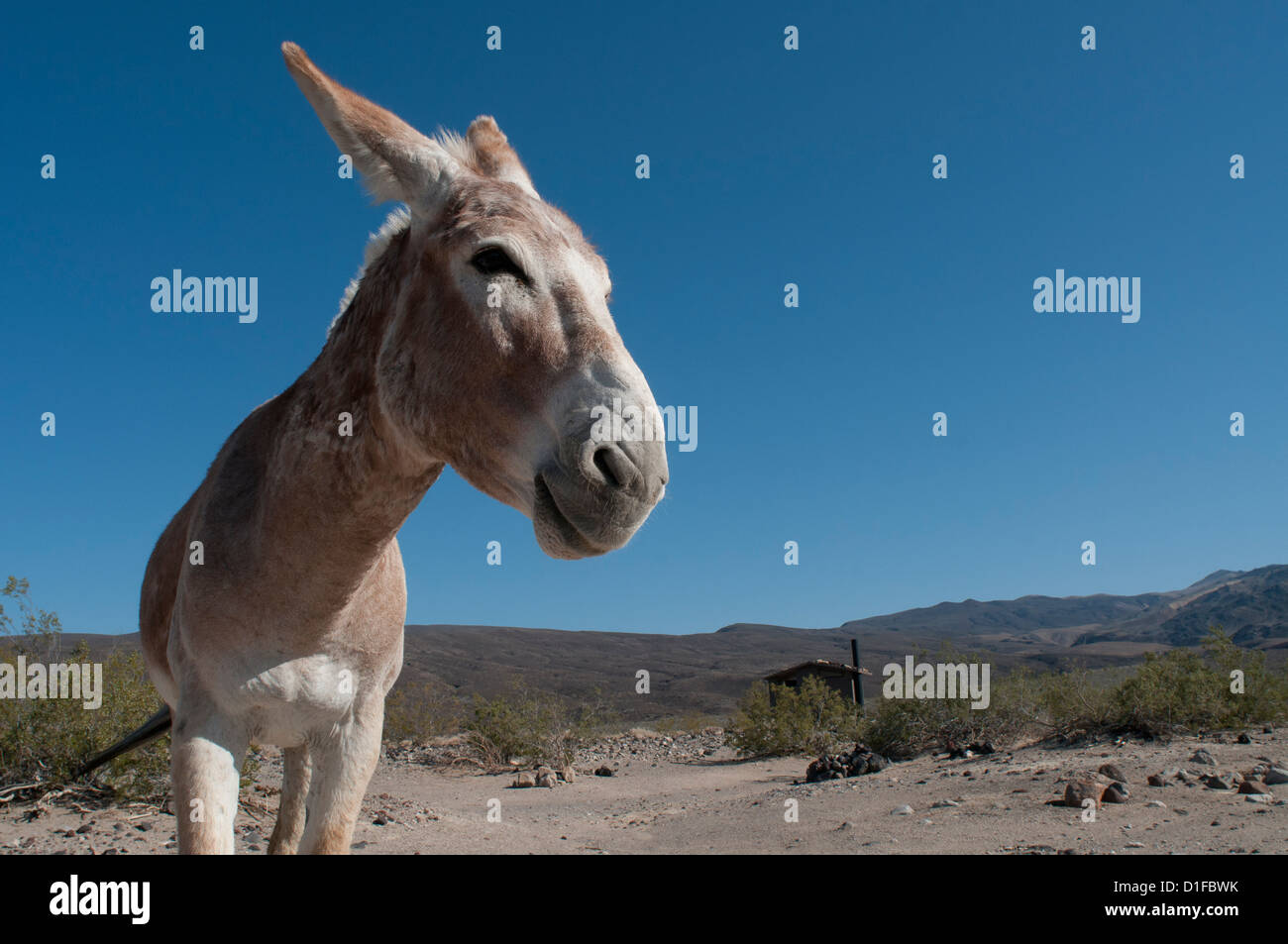 Burro in 'Death Valley'  'National Park' California North America Stock Photo