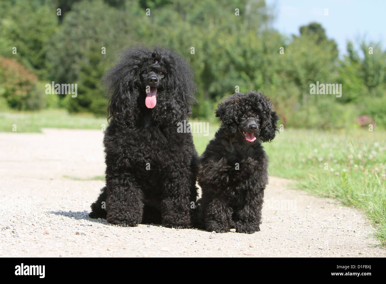 Dog Poodle / Pudel / Caniche , Miniature / Dwarf / Nain  /  adult and puppy sitting in a path Stock Photo