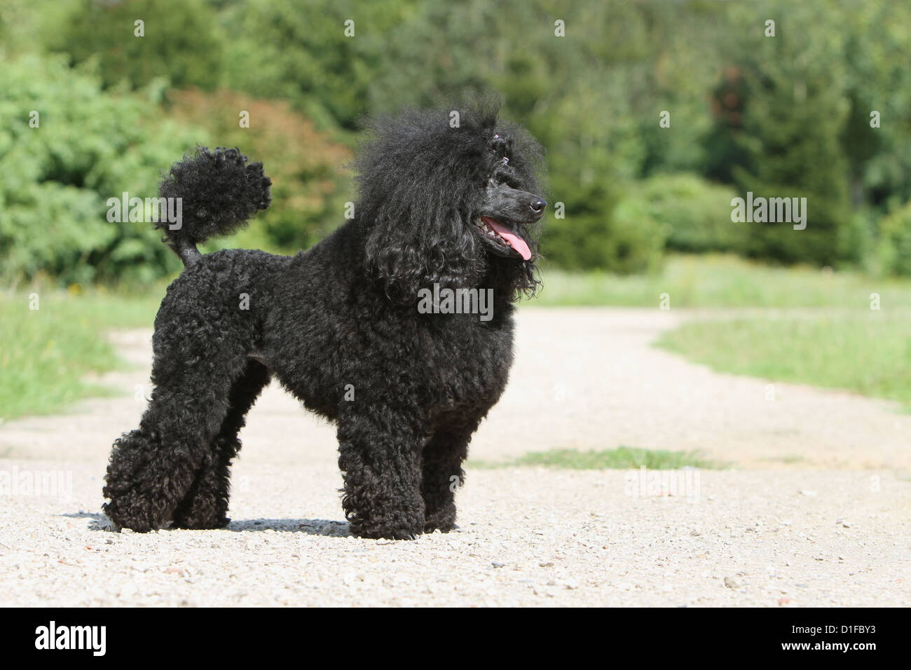 Dog Poodle Pudel caniche water dog medium dwarf Miniature black portrait profile adult standard stand standing Stock Photo