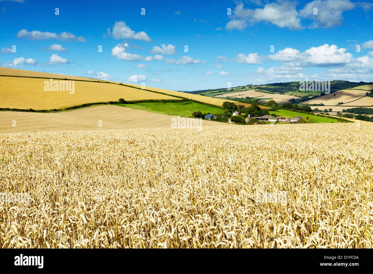 Summer Fields, Thorverton, Devon, England, United Kingdom, Europe Stock Photo