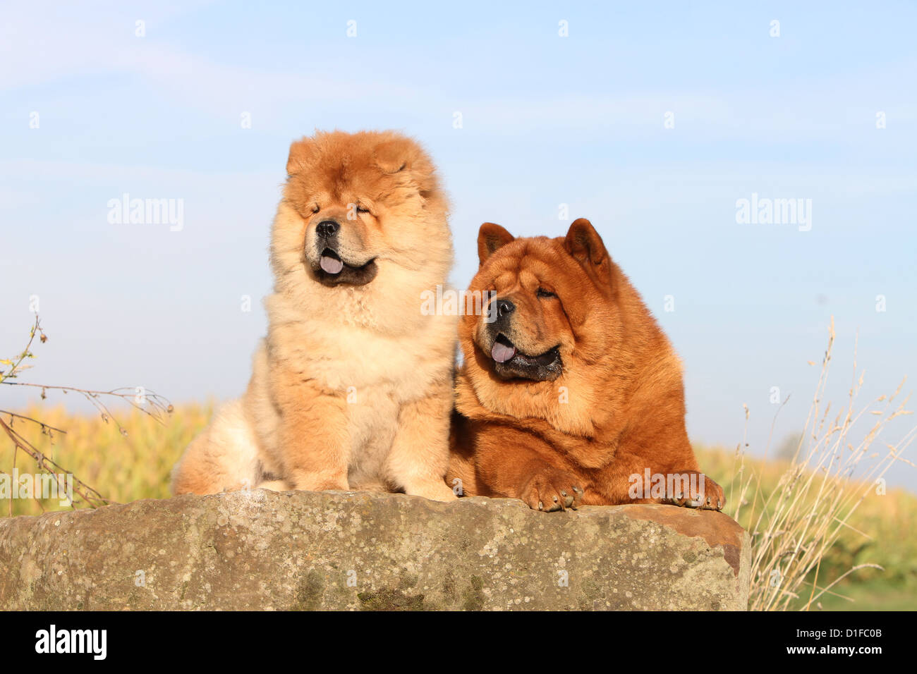 dog chow chow chow-chow two china red profile sit sitting adult puppy baby dogs rock portrait long hair and short haired baby Stock Photo
