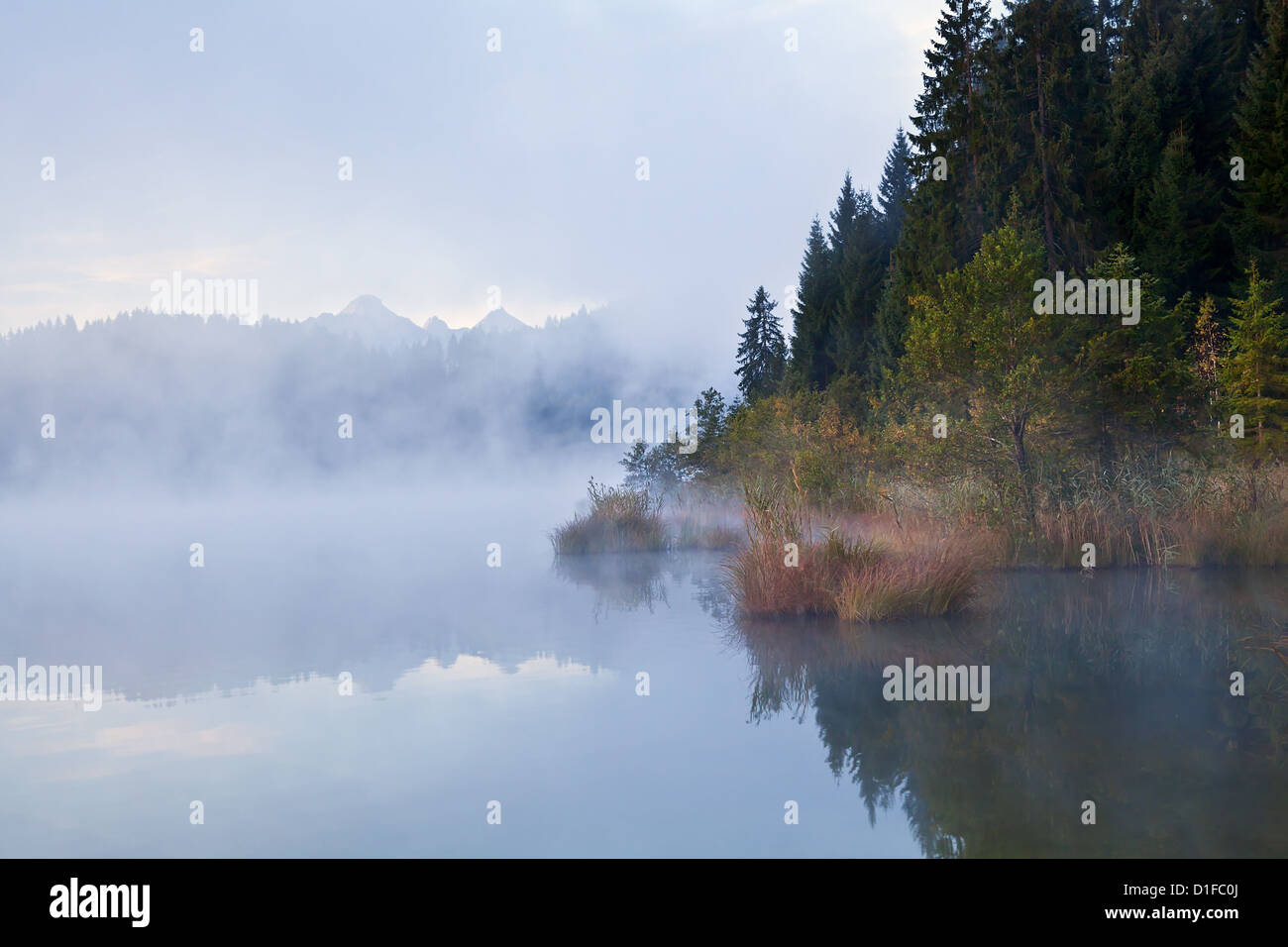 Wild lake in dense hi-res stock photography and images - Alamy