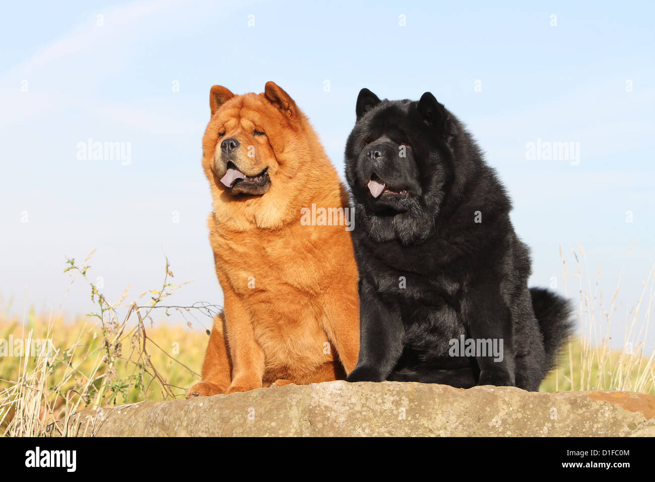 dog chow chow chow-chow two china red black profile sit sitting adult  adults dogs rock portrait lion long hair and short haired Stock Photo -  Alamy