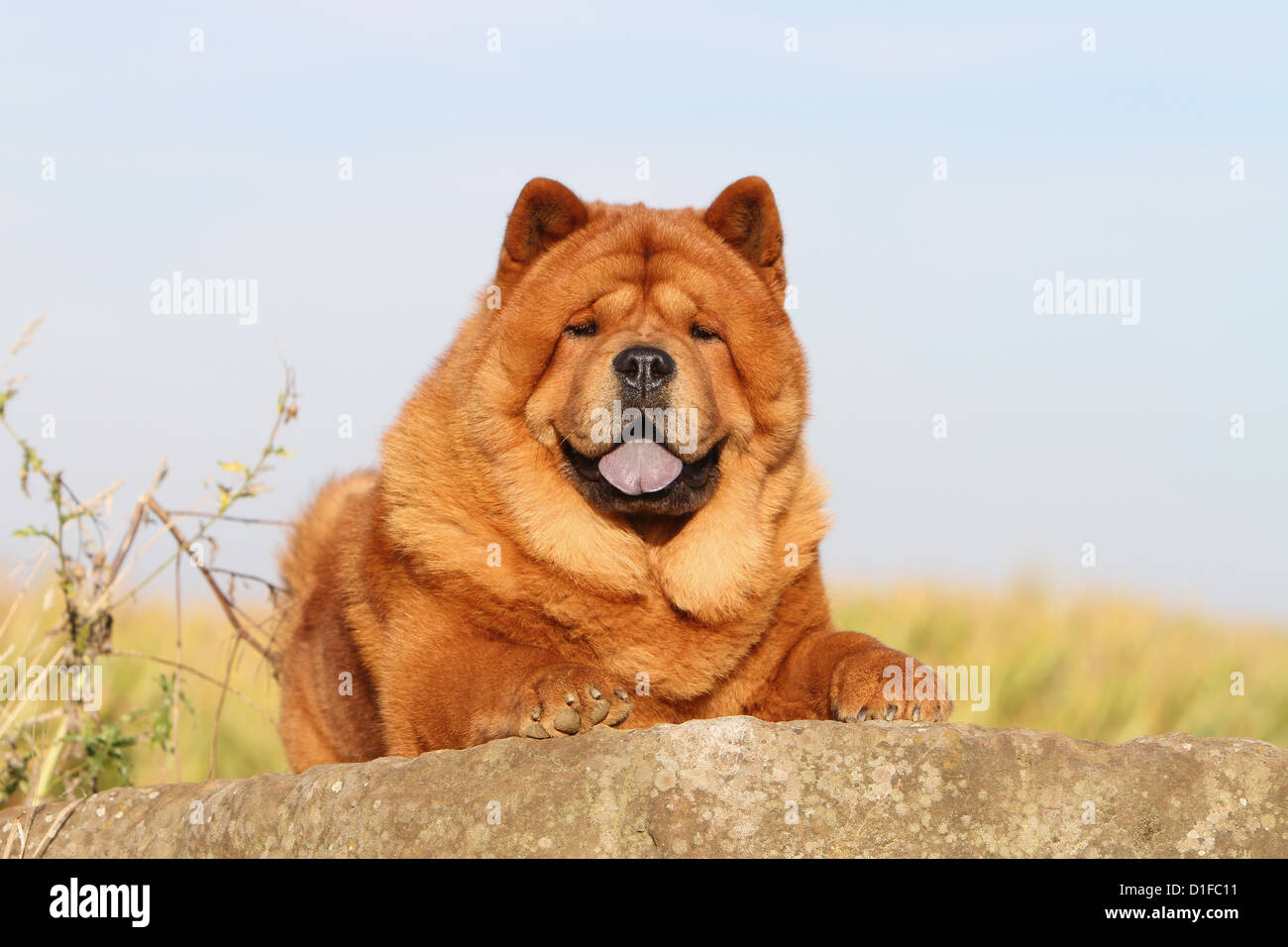 dog chow chow chow-chow china cinnamon red face lying down adult adults dogs rock portrait lion field short hair shorthaired Stock Photo