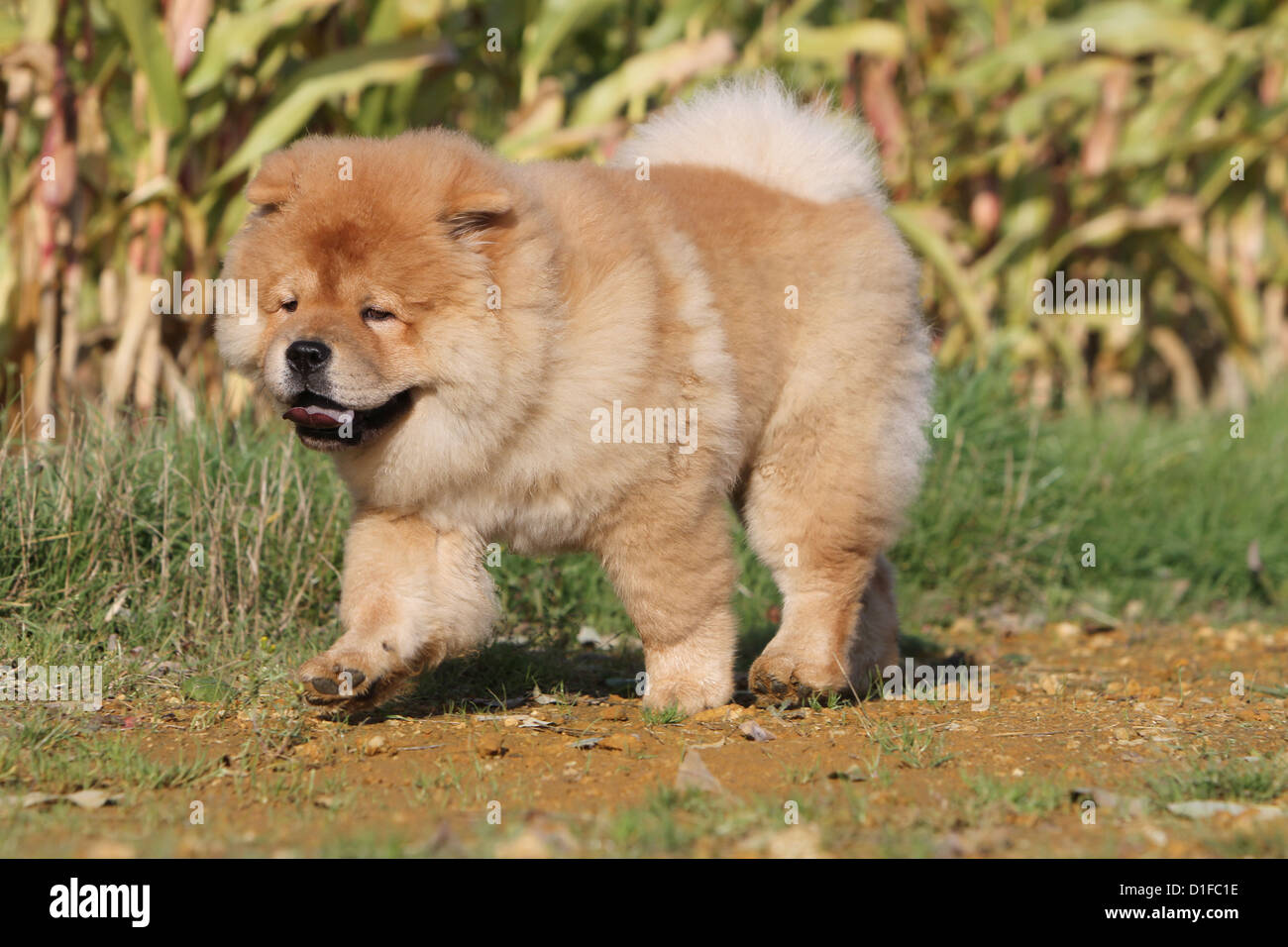 dog chow chow chow-chow china cinnamon red puppy puppies stand standing profile baby dogs walk walking run running to run Stock Photo
