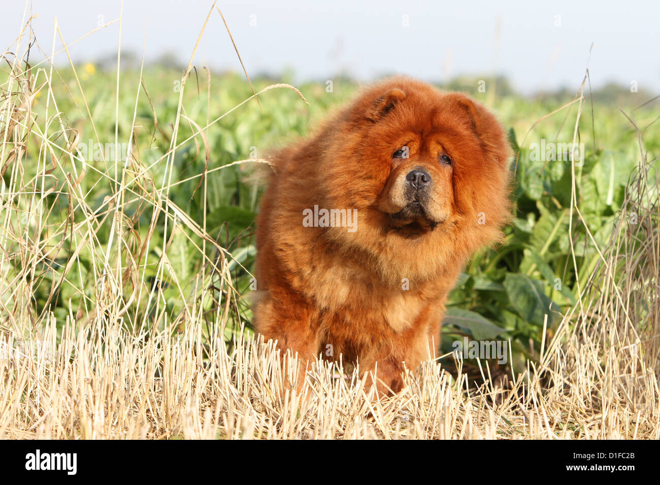 Dog Chow Chow Chow Chow China Cinnamon Red Face Stand Standing Adult Adults Dogs Flowers Portrait Lion Field Stock Photo Alamy
