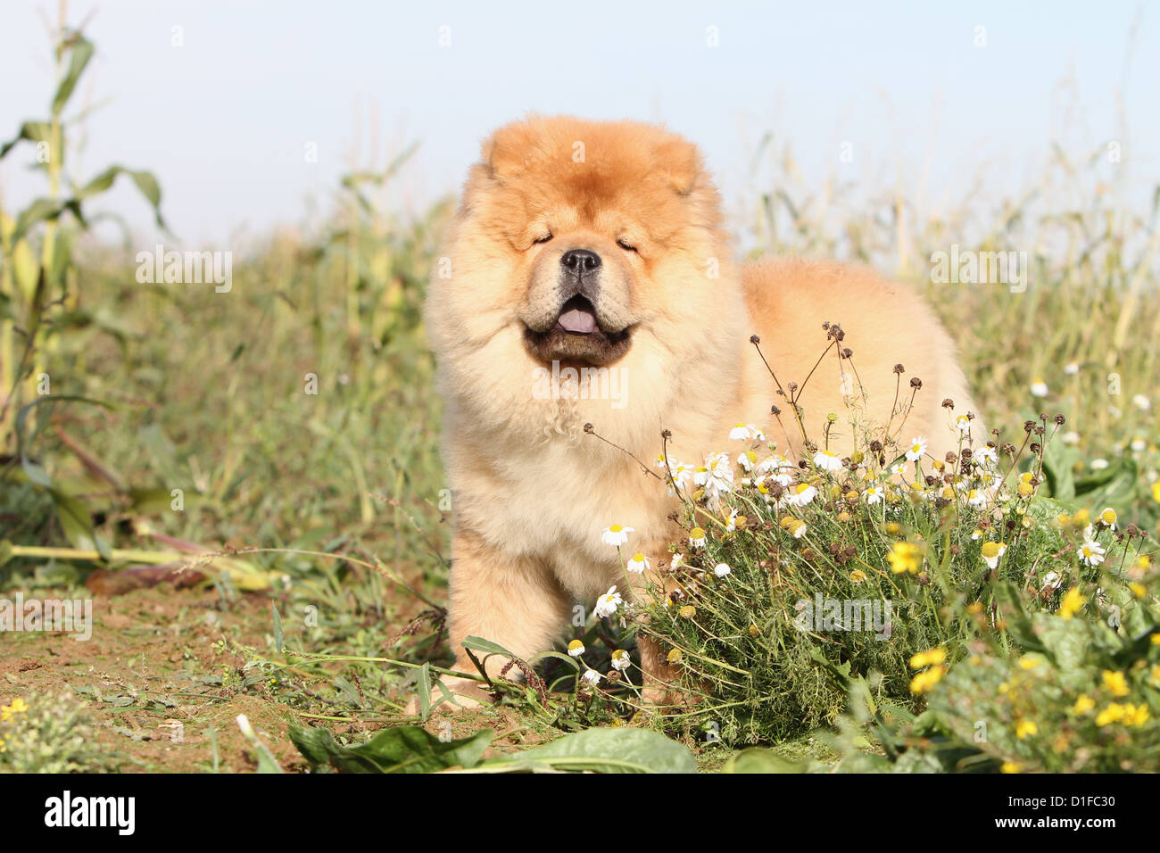 Dog Chow Chow Chow Chow China Cinnamon Red Puppy Puppies Stand Standing Profile Baby Dogs Flowers Portrait Stock Photo Alamy