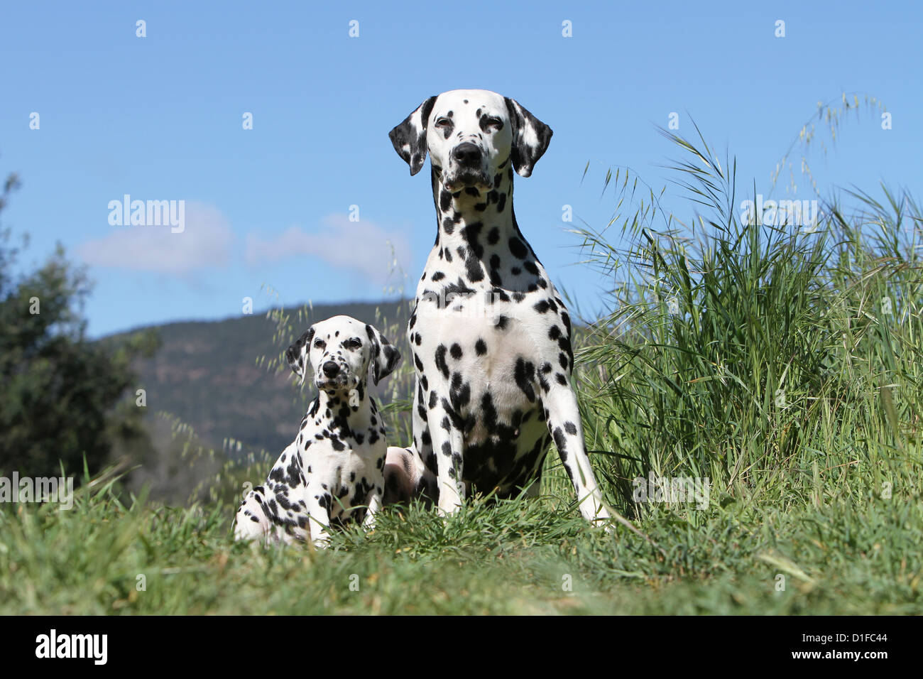 Dog Dalmatian / Dalmatiner / Dalmatien adult and puppy sitting Stock Photo  - Alamy