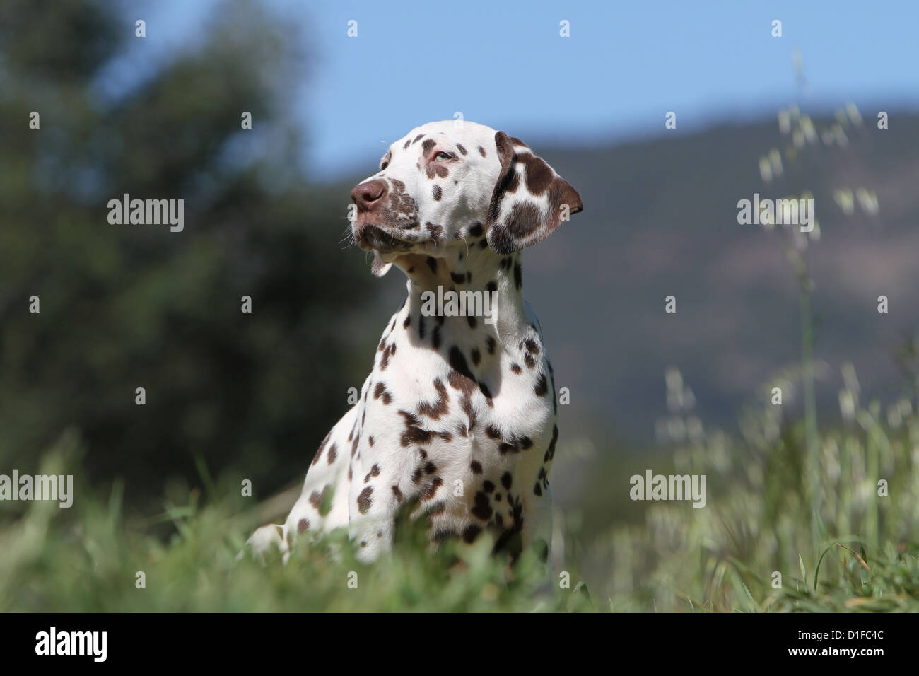 Dog Dalmatian / Dalmatiner / Dalmatien puppy sitting profile Stock Photo
