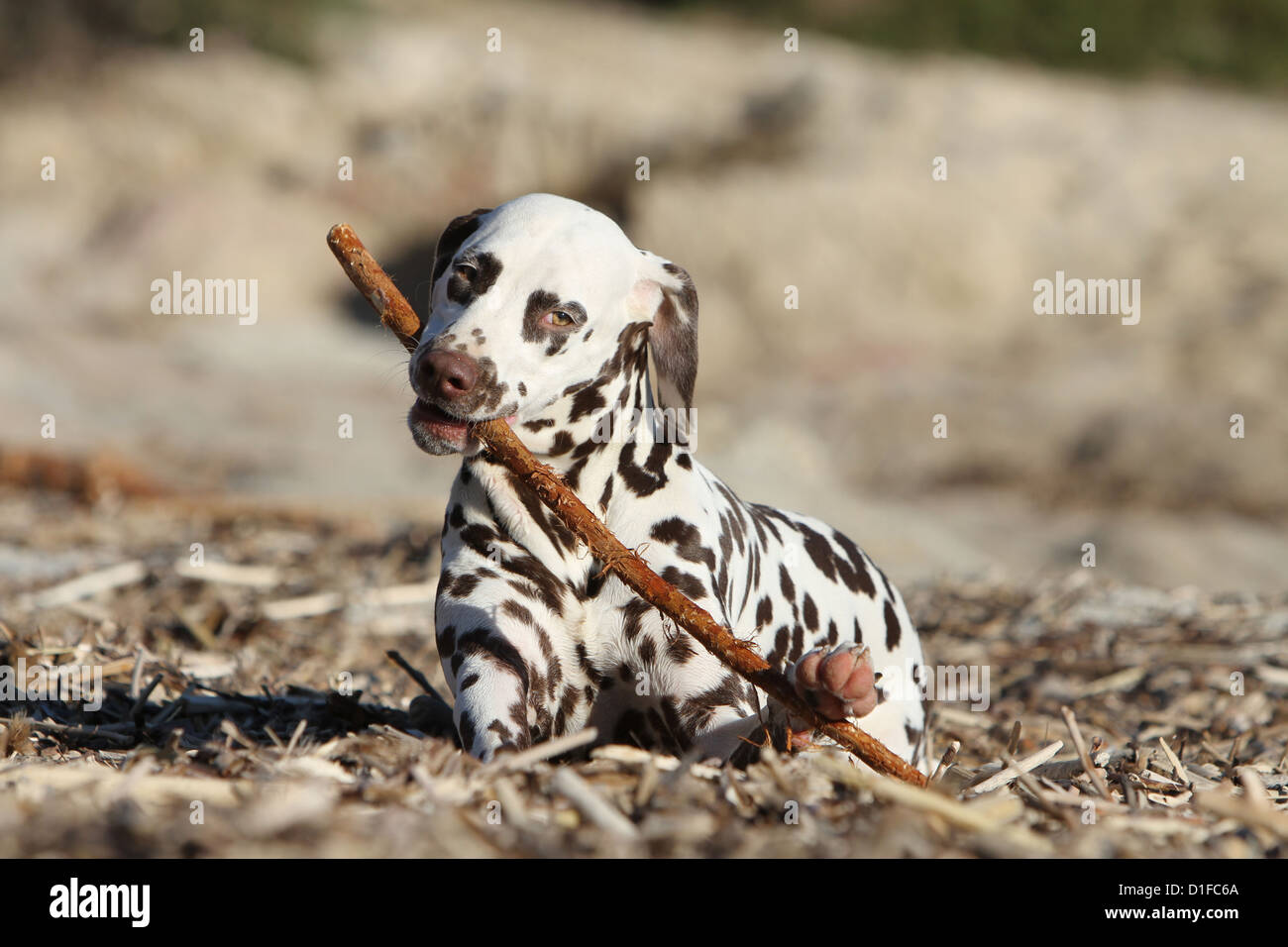 Dog Dalmatian adult liver-spotted brown liver lying down bite stick, wood shredding beach Stock Photo