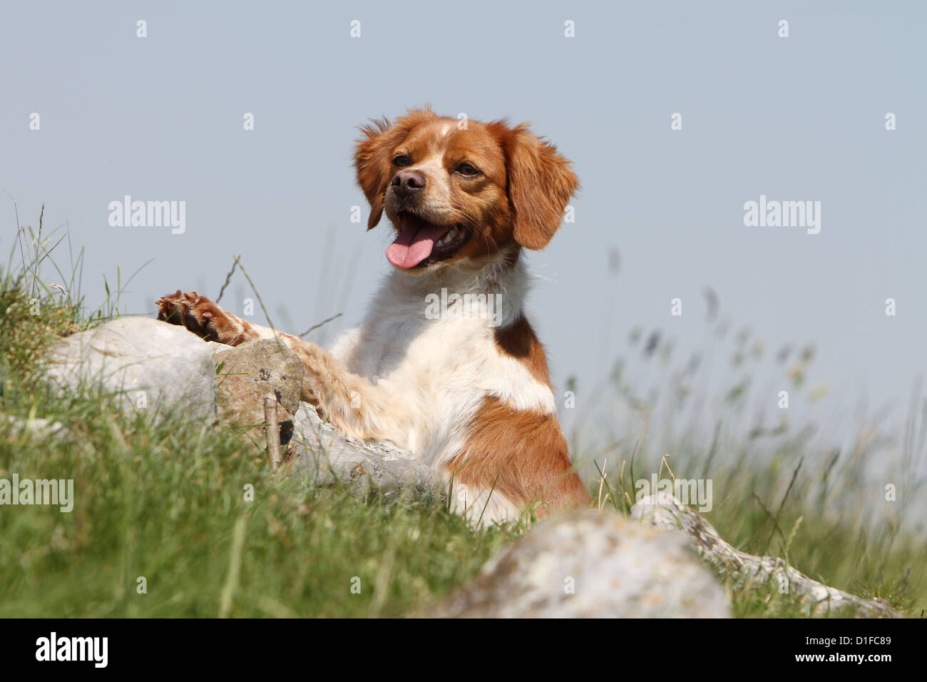 white and orange dog breeds