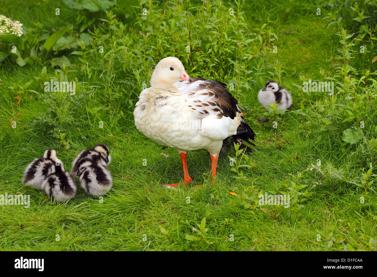 Andean Goose (Chloephaga melanoptera), resident in the High Andes, in captivity in the United Kingdom Stock Photo