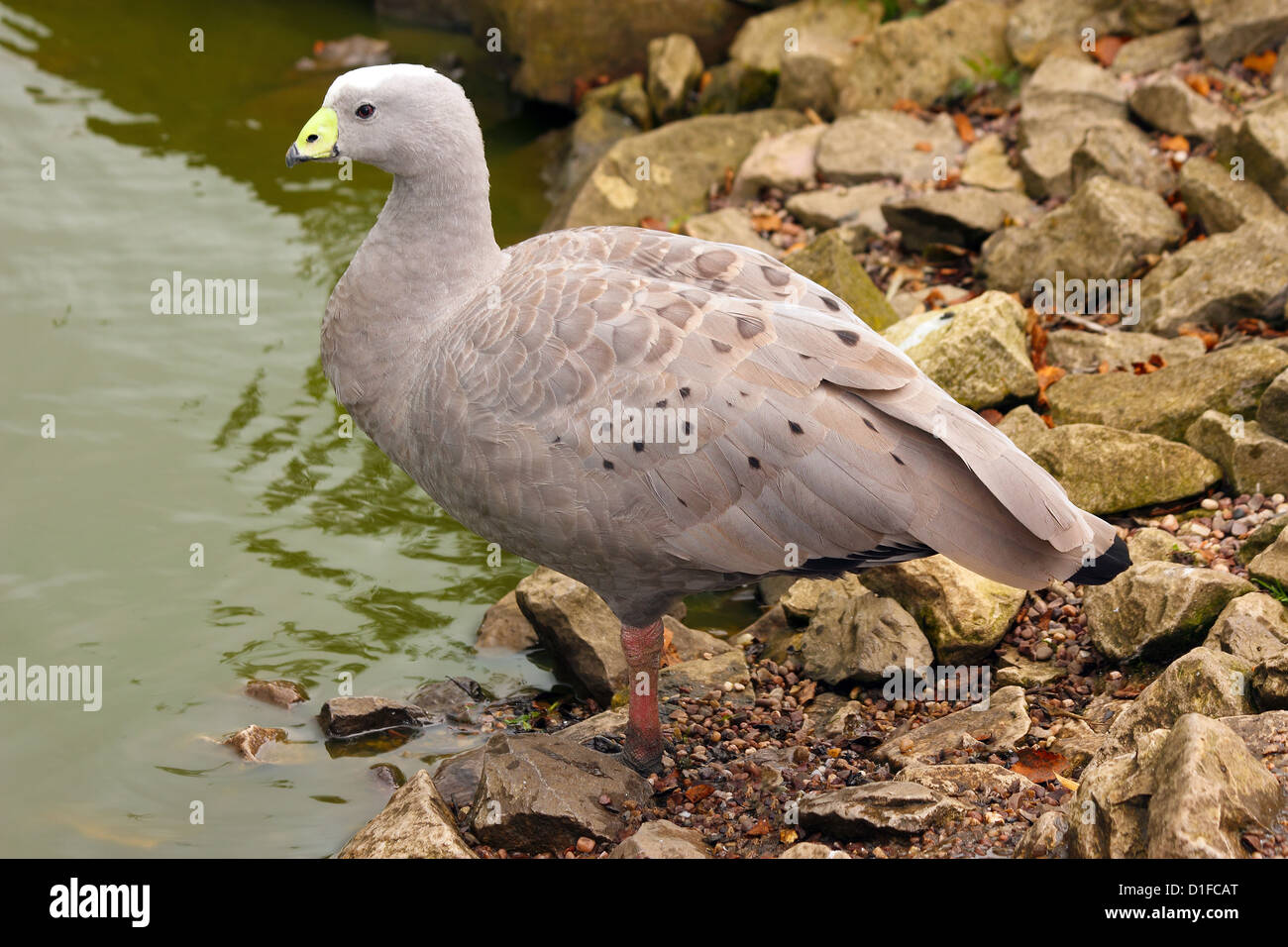 The Cape Barren Goose, a large goose resident in southern Australia, in captivity in the United Kingdom Stock Photo