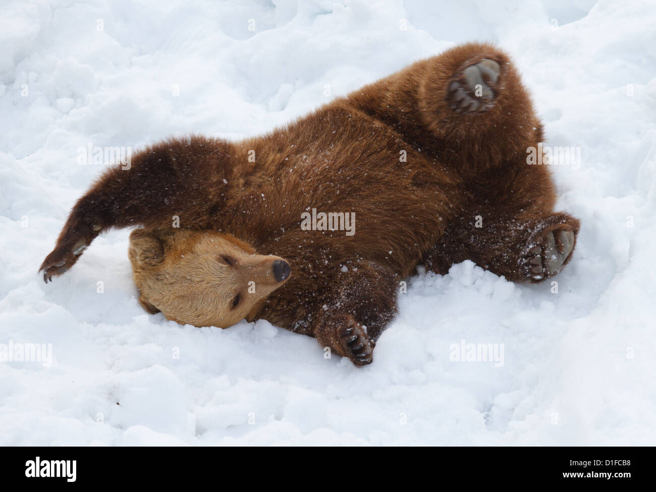 Bear enjoys the spring snow after waking up from his winter hibernation. Stock Photo