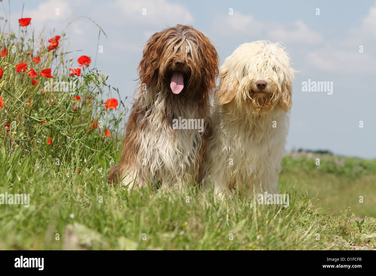 Dog two schapendoes sitting nature Dutch Nederland Stock Photo