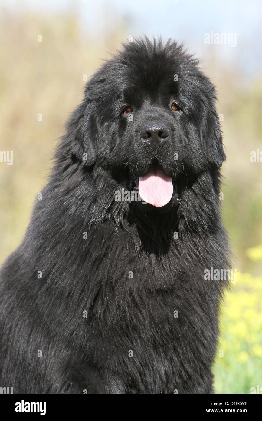 Dog Newfoundland BLACK terre-neuve NOIR domestic nature PORTRAIT Stock  Photo - Alamy