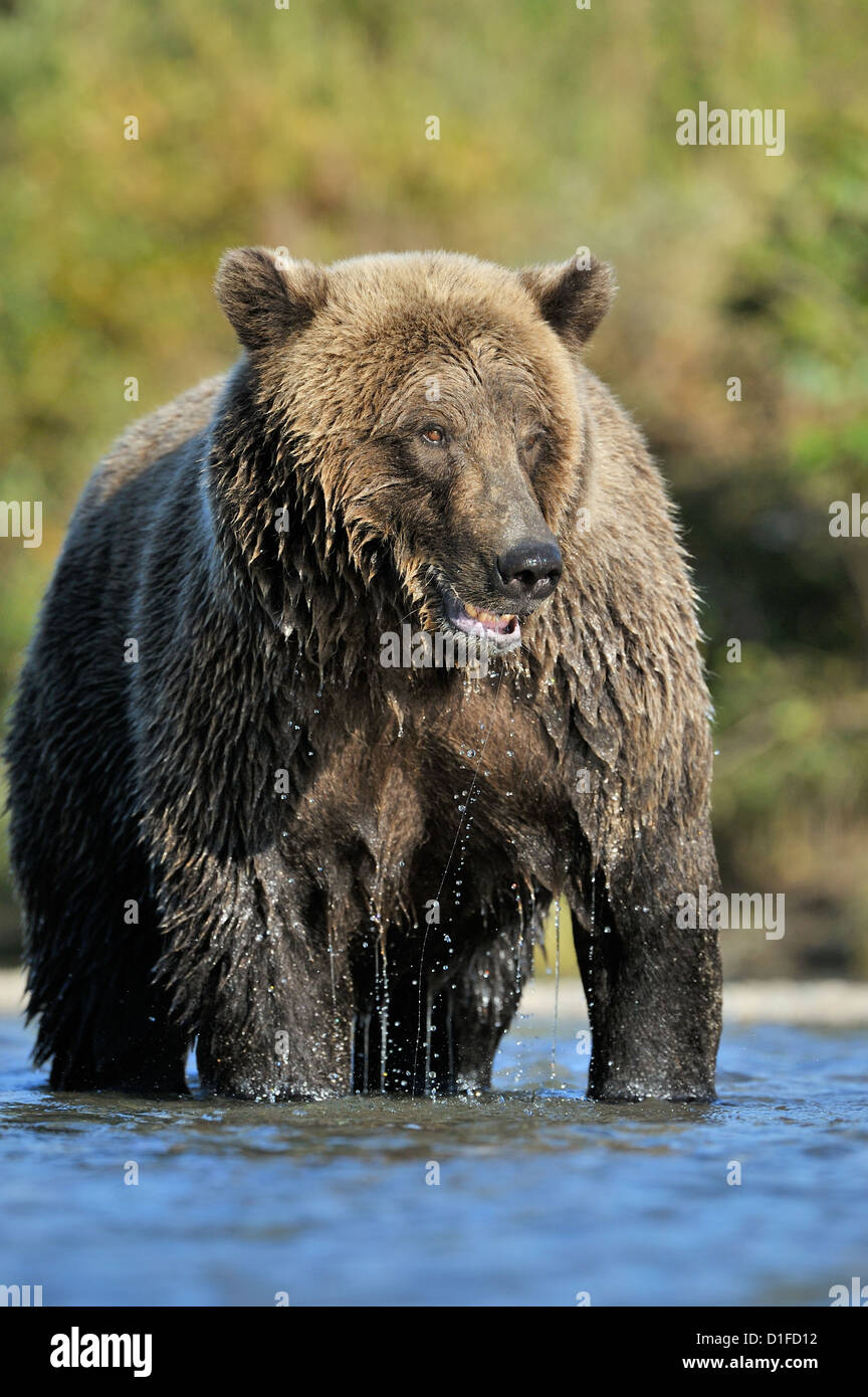 Grizzly Bear fishing in river. Stock Photo