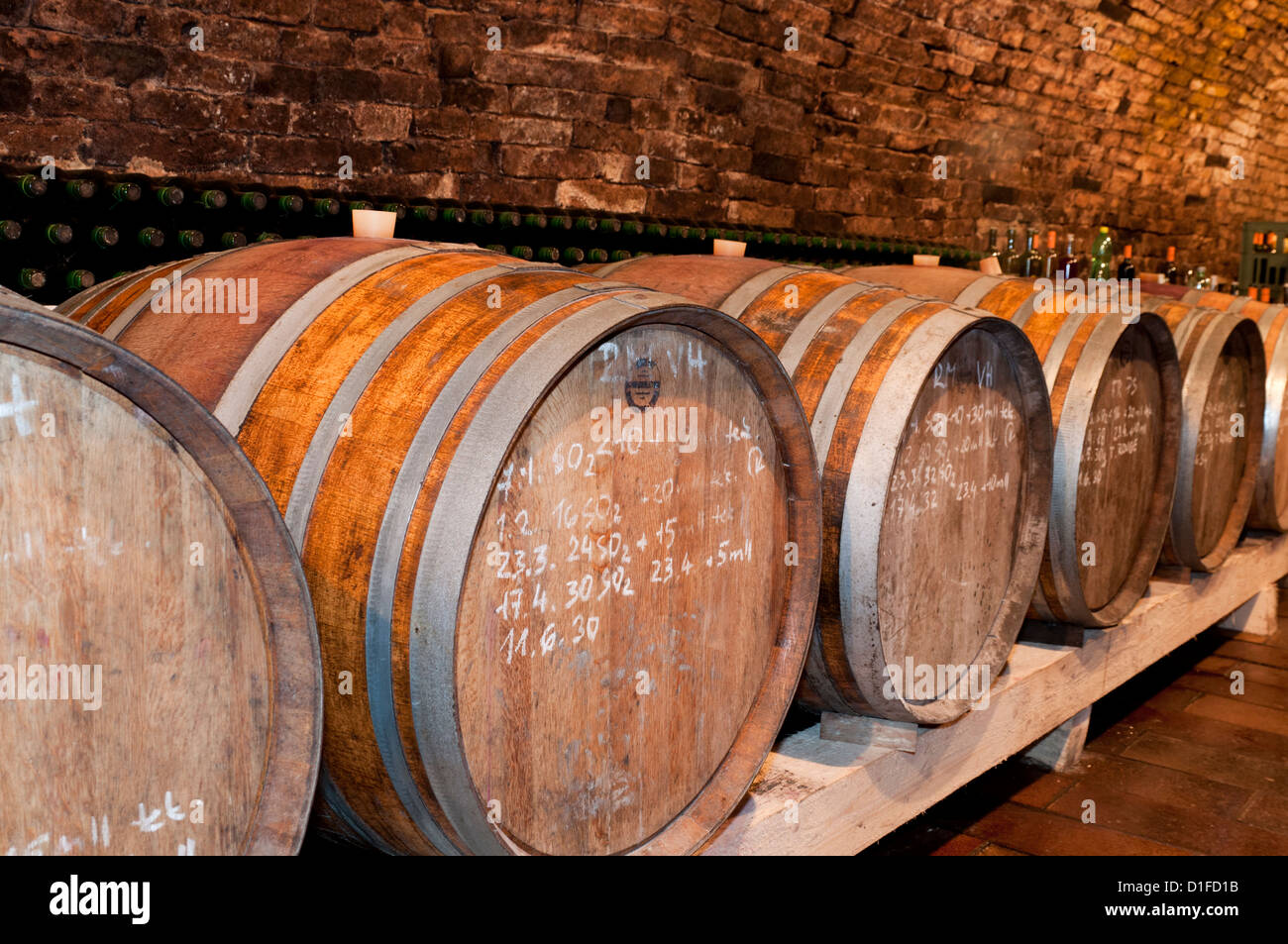 Wooden wine barrels and mould on walls of wine cellar of winemaker Petr