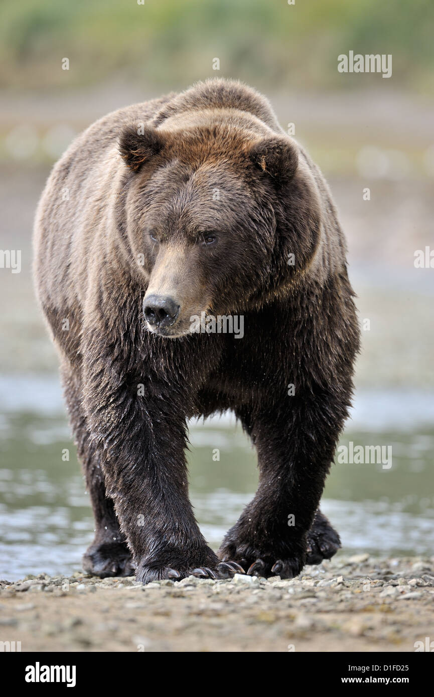 Grizzly Bear walking along river. Stock Photo