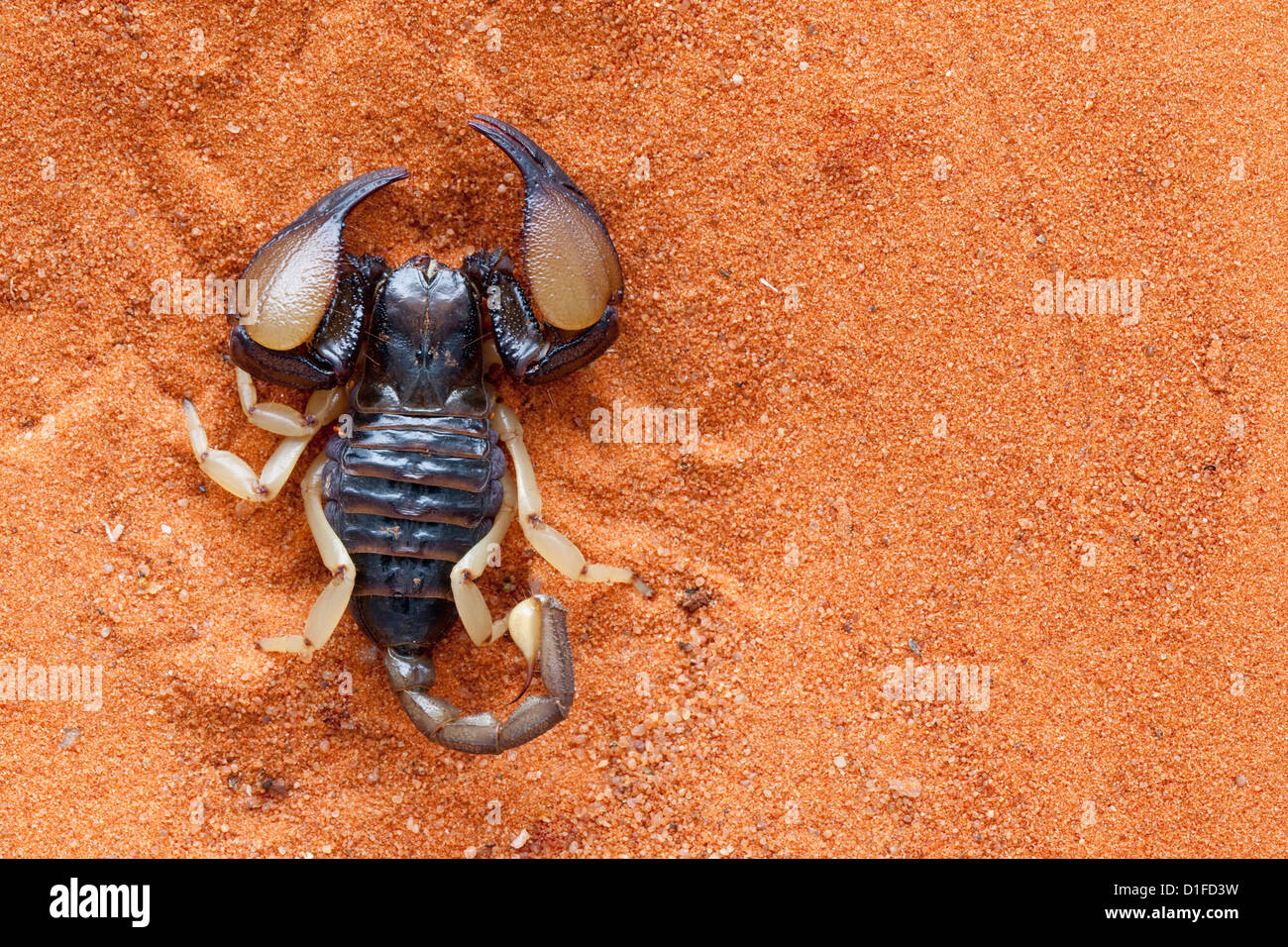 African yellow leg scorpion (Opistophthalmus carinatus), Tswalu Kalahari Game Reserve, Northern Cape, South Africa, Africa Stock Photo